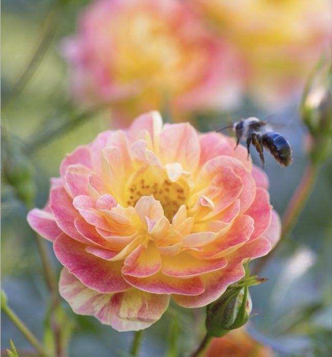 Róża Bienenweide Fruiti – Miododajna, okrywowa, ZDROWA!