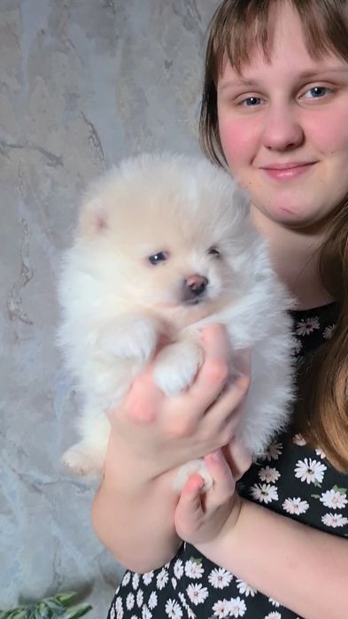 Красоточки медвежьего типа