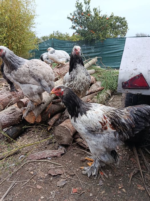 Vendem-se galos Brahamas puros  com 3 meses