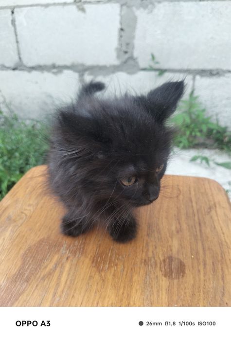 Відам кошеня у добрі руки