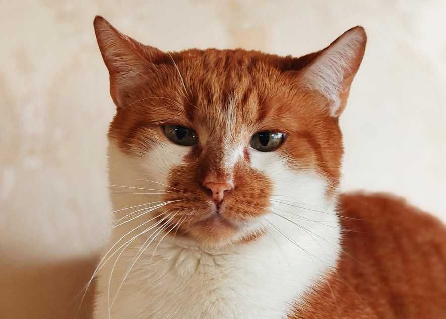 Кіт, котик Цезар (1,5 рочки) – терміново шукає дім!