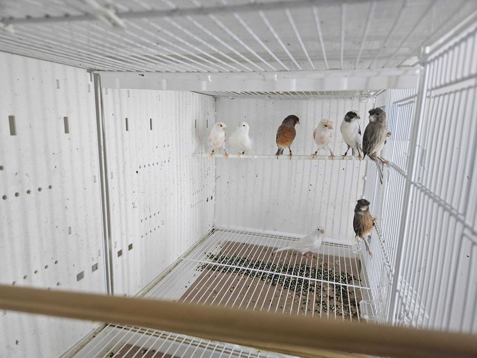 Canarios arlequim português