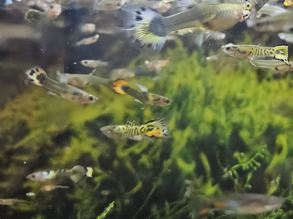 Gupiki (podrośnięte)