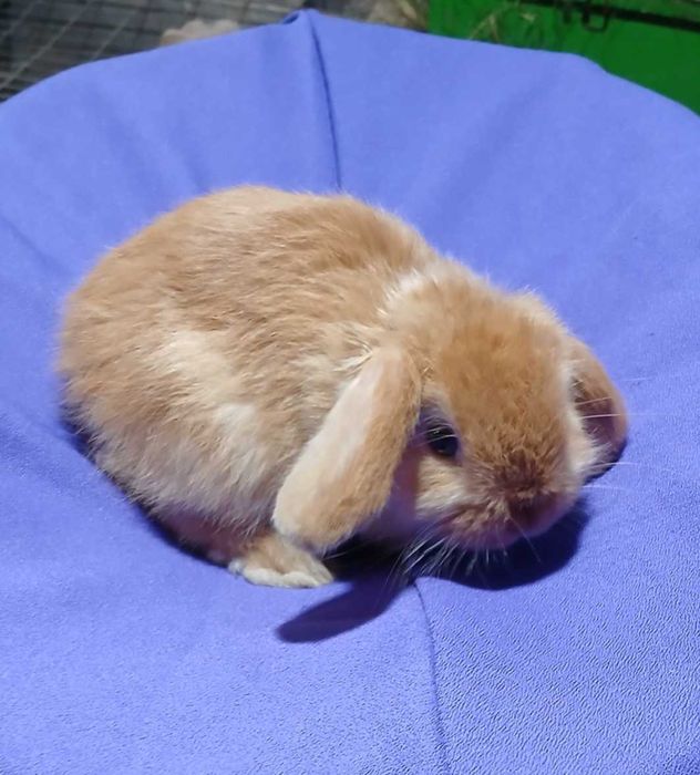 Декоративний кролик, висловухий карлик.