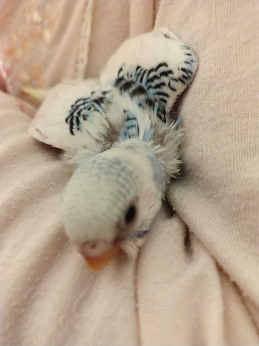 Cria de piriquitos para venda