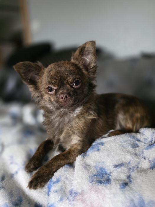 Reproduktor krycie samiec chihuahua  piesek