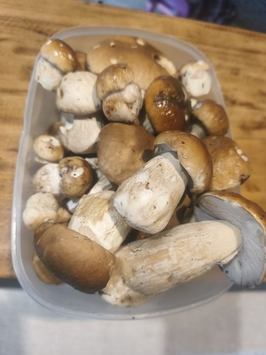 grzyby zbierane codziennie