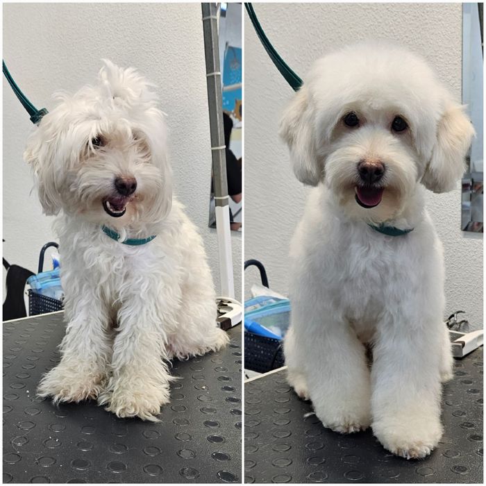 Модели на груминг