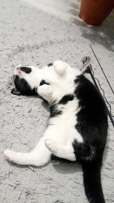 Kotka Angela szuka domu