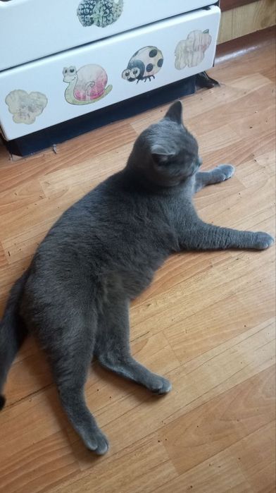 Отдам в хорошие руки