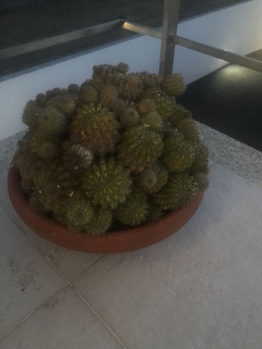 Vaso de barro com catos