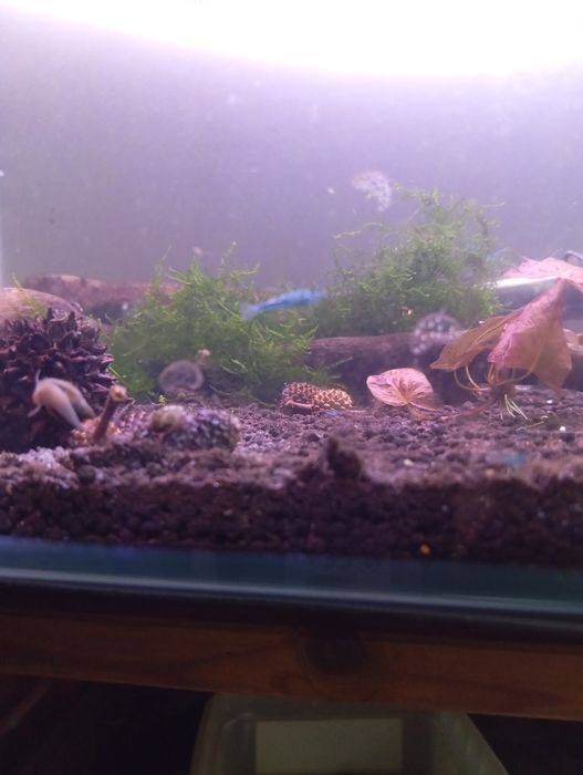 Neocaridinas Blue Dream