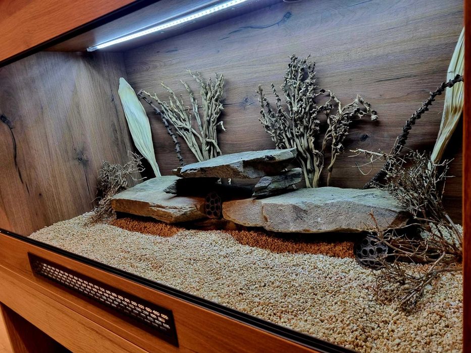Terrarium 120x60x60 agama brodata jaszczurka
