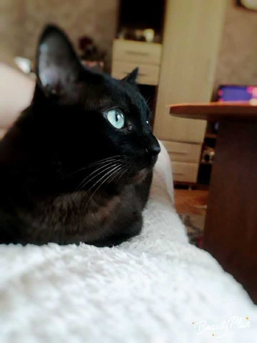 Вязка. Кот ищет кошечку.