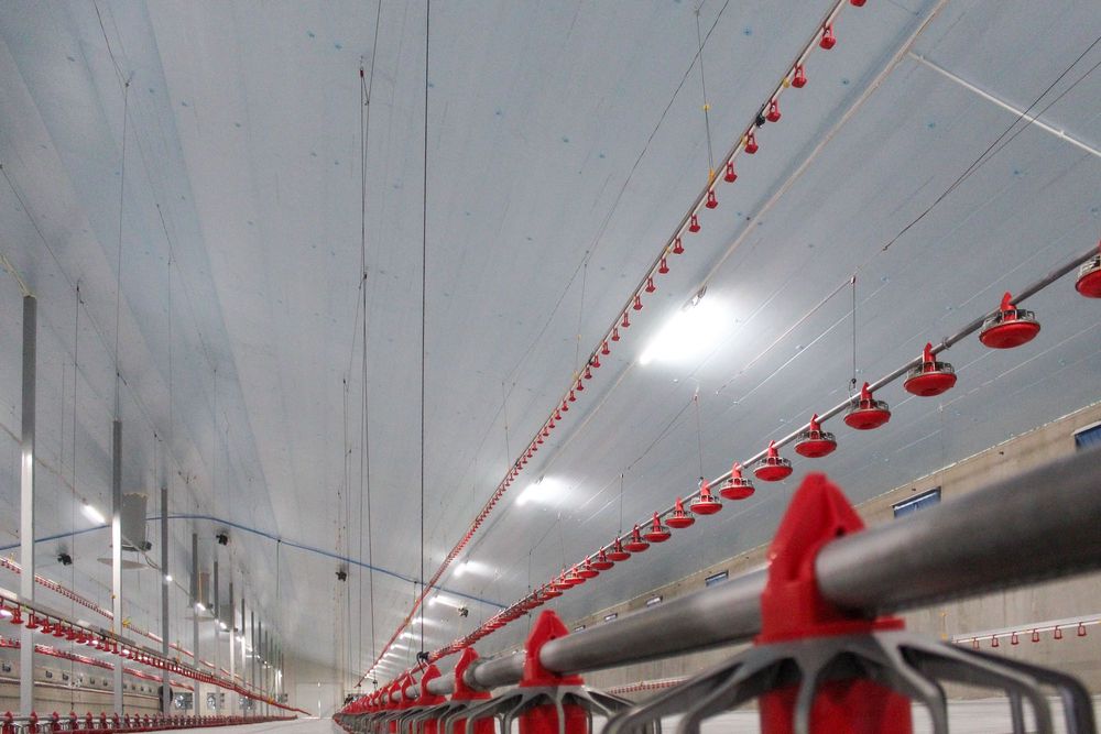 Izolacja Termiczna Dachu Obory Tuczarni Kurnika Styrodur XPS AGRO