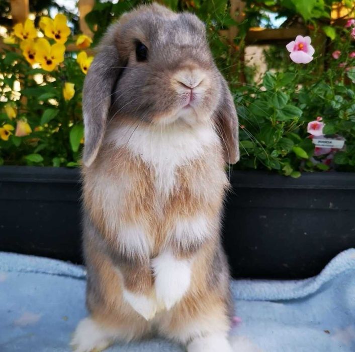 KIT Coelhos anões belier, orelhudos lindíssimos e muito dóceis