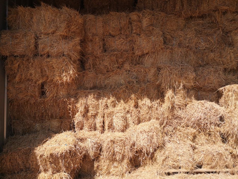 Fardos de feno excelente qualidade