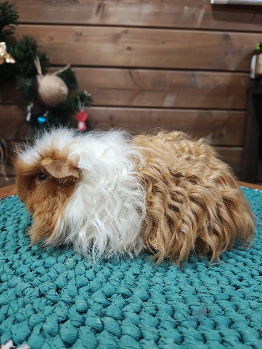 Меріно,морська свинка.