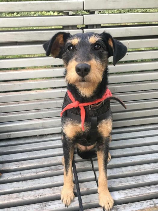 Przecudna Koła czeka na adopcje