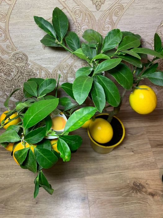 Лимон   Мейєра