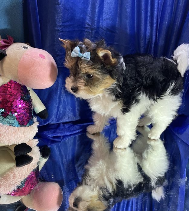 Бівер йорк цуцики, краса породи