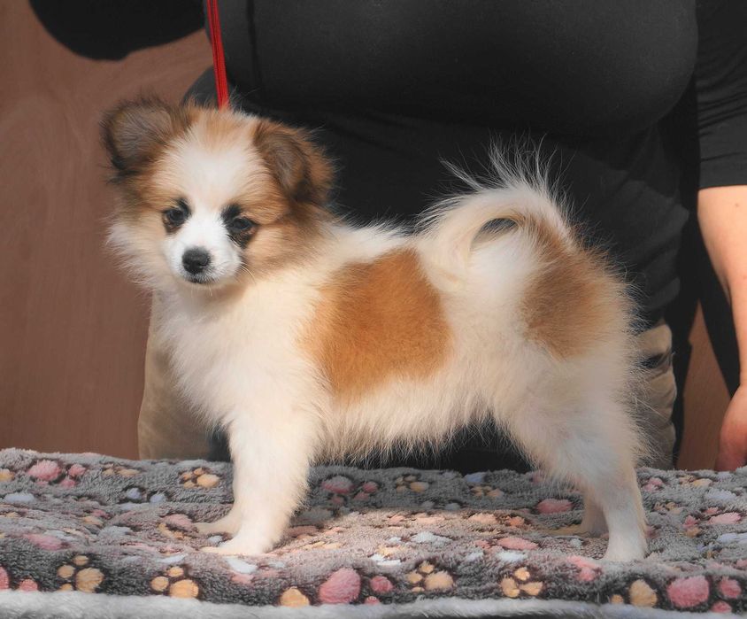 девочка папильон микс