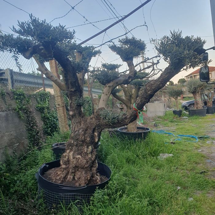 Oliveiras vários formatos