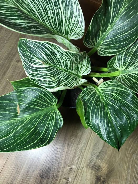 Філодендрон Біркін