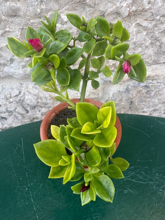 Suculentas Aptenia cordifolia (rosinha- do-sol; Graptopetalum Paraguayense;Sedeveria Letizia; Crassula Money Maker ; Planta- do -ouro etc- preço 0,50€