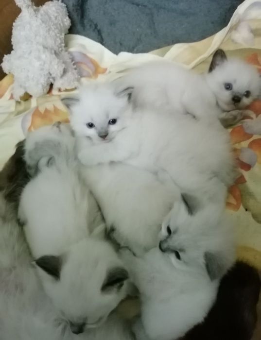 Балінезійські гіпоалергенні кошенята