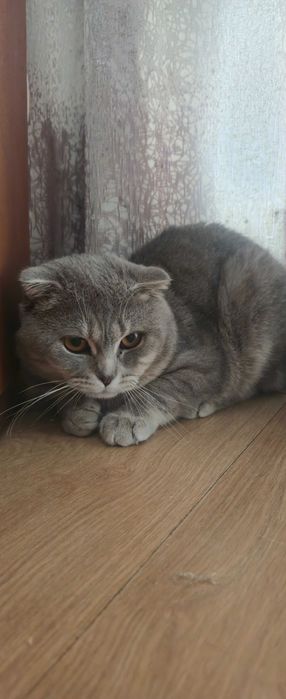 Scottish Fold menino
