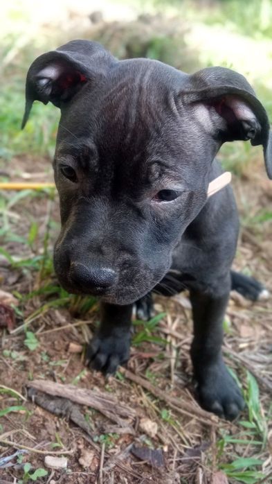 Терміново хлопчики Амстафа