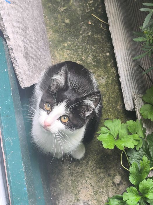 Віддам кішку 3 місяці, безкоштовно