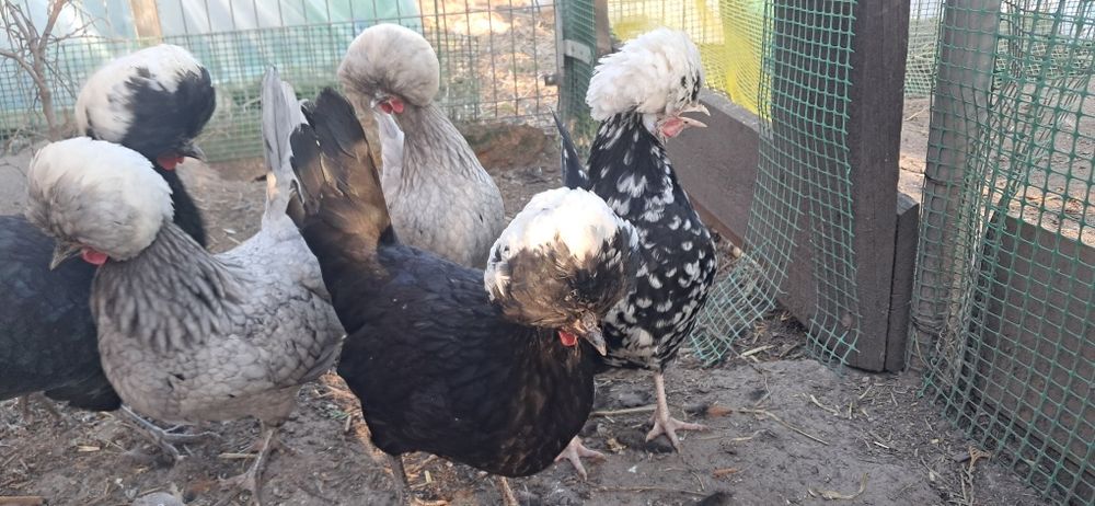 Białoczuby Holenderskie,białoczub