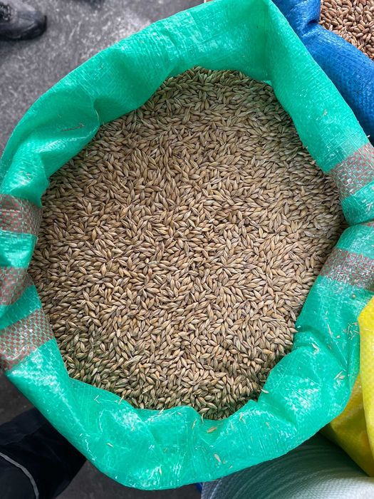 Jęczmień Paszowy czyszczony Ekstra!