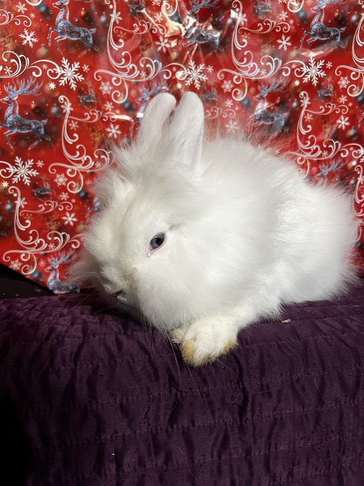 Кролик, хлопчик, декоративний