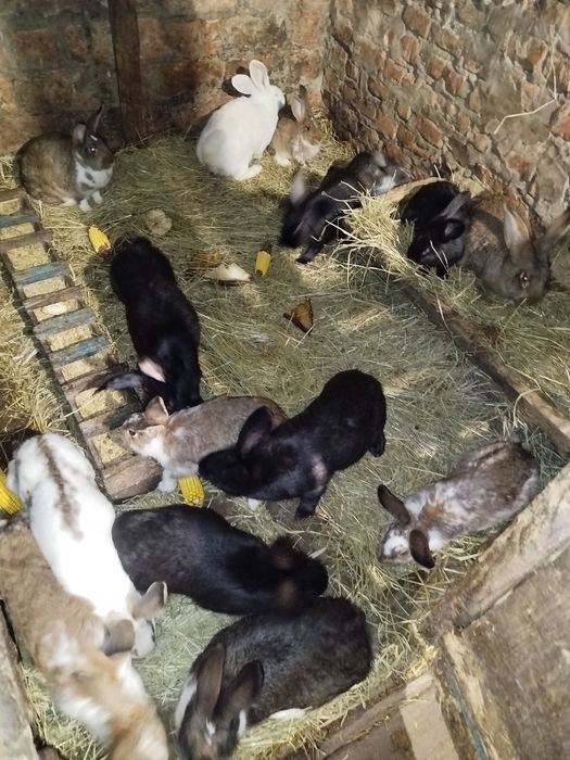 Продам кролі і кролишкі