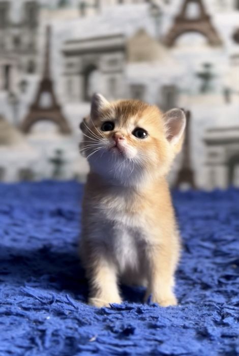 Шотландський котик золота шиншила