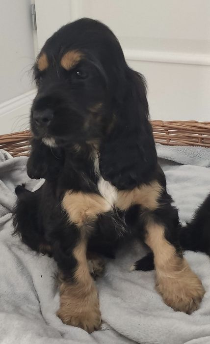 Piesek, chłopak czarny podpalany z rodowodem. Cocker spaniel Angielski