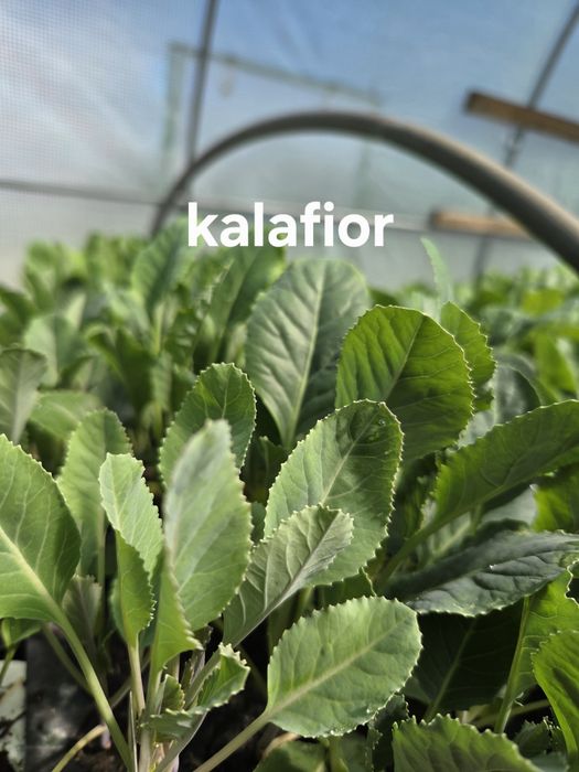 Sprzedam rozsady warzyw