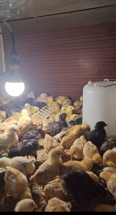 Продам циплят, суточные,  подрощенные
