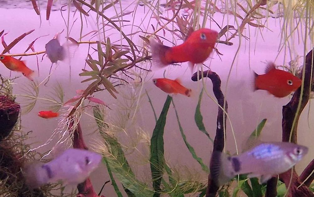 Platys Juvenis Selecionados – Sunset Mickey Mouse e Pintail