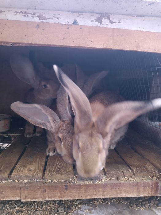 Продам  кроликів велетнів.