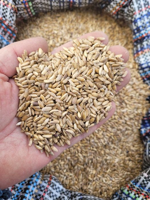 Ostropest plamisy WYSYŁKA Super JAKOŚĆ polski zbiór 2025r