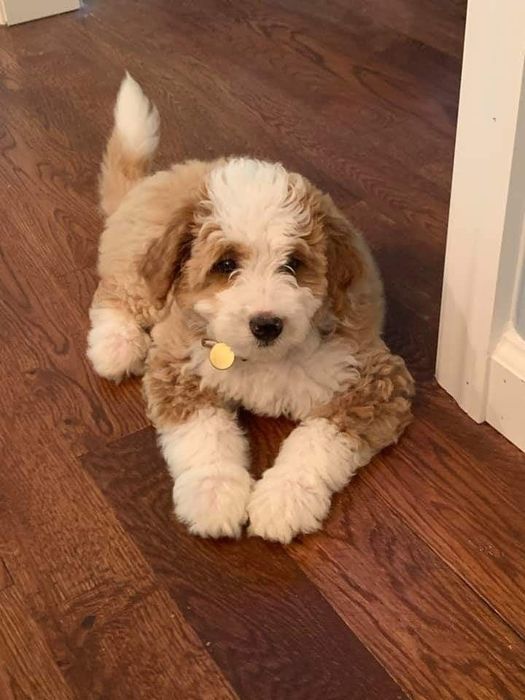 Ніжненький мальтипу/maltipoo F1 PREMIUM