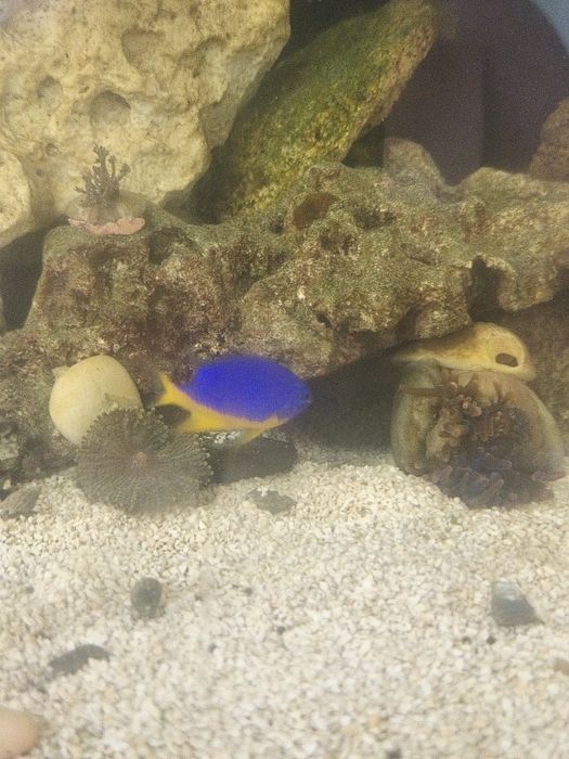 Peixe donzela sa