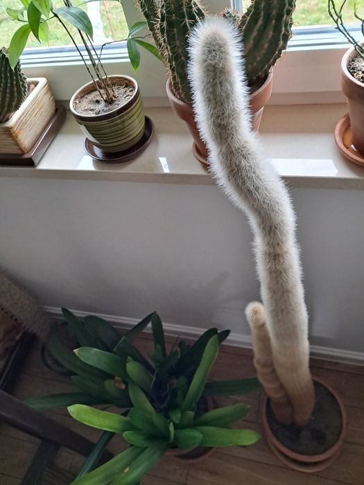 Kaktus ok. 130 cm. 18 lat hodowli