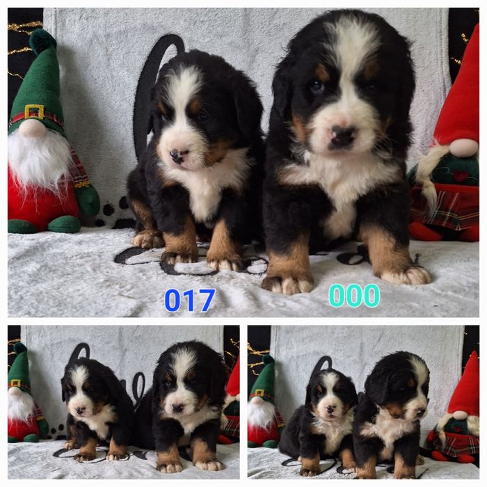 Berneński Pies Pasterski-szczenięta z rodowodem