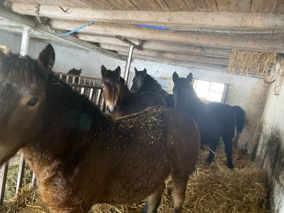 Konie, Klacz, Źrebaki