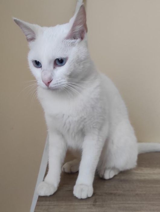 Кошка с голубыми глазами Бесплатно